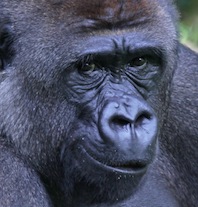 decouverte animaux gorille